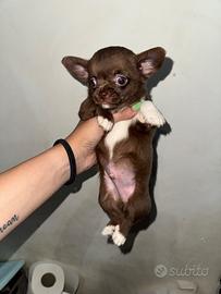 Chhuahua maschio choco