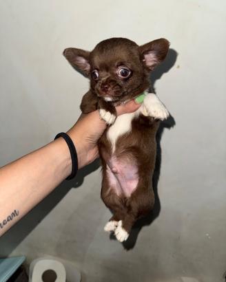 Chhuahua maschio choco