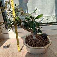 bonsai ulivo