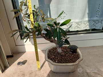 bonsai ulivo
