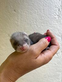 Cuccioli di Furetto europeo