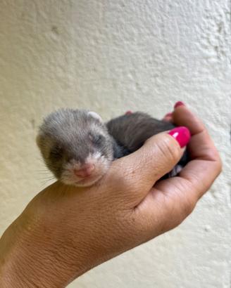 Cuccioli di Furetto europeo