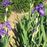 Piante di iris