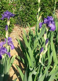Piante di iris