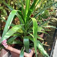 Tronchetto Della felicità 