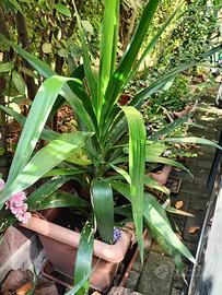 Tronchetto Della felicità 