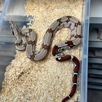 Boa constrictor suriname