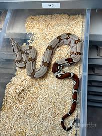 Boa constrictor suriname