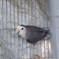 Inseparabile maschio malva