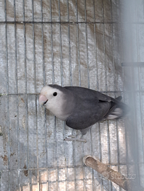 Inseparabile maschio malva