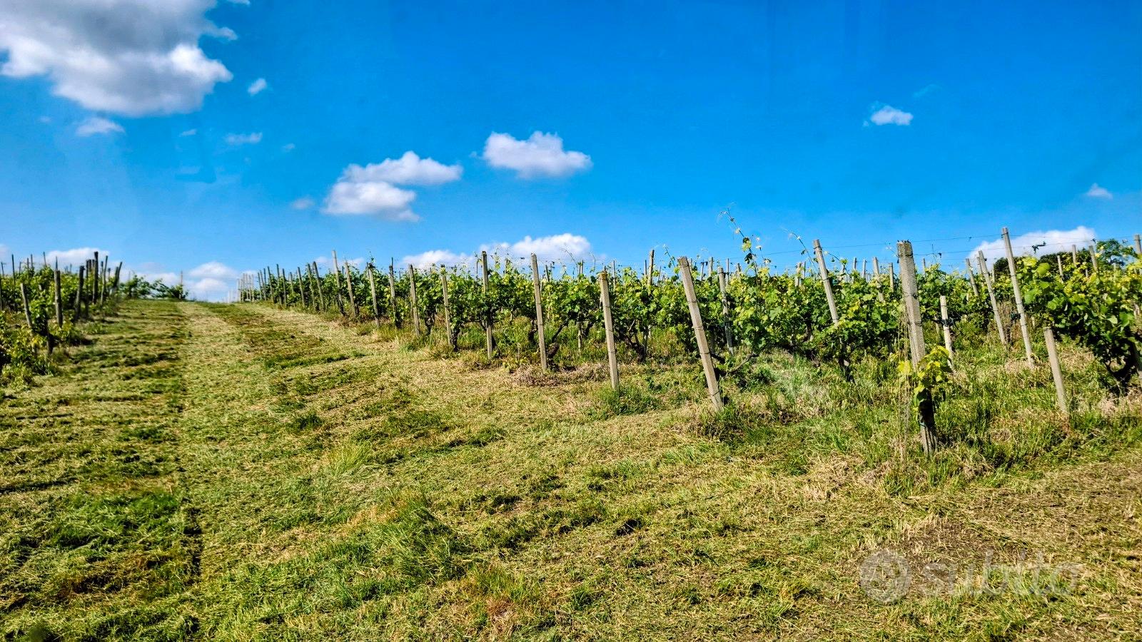 Vigneto Doc Ziano Piacentino - Vista 3