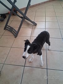 Cagnolino Border Collie