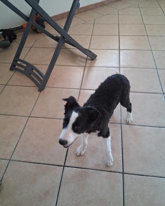 Cagnolino Border Collie