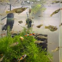 Black bar disponibili