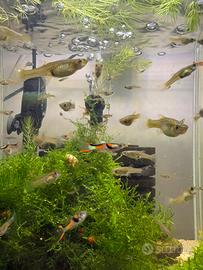 Black bar disponibili