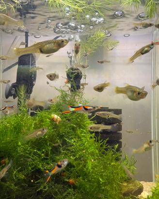 Black bar disponibili