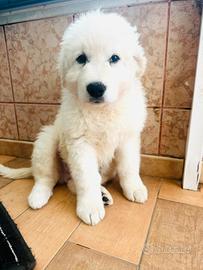 CUCCIOLO di 2 mesi circa di pastore abruzzese puro