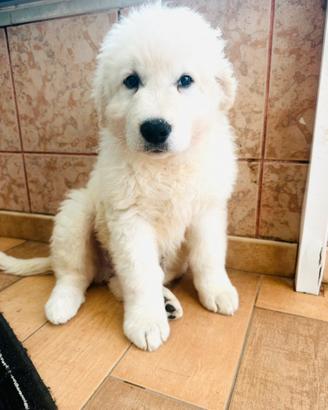 CUCCIOLO di 2 mesi circa di pastore abruzzese puro