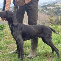 Bracco tedesco khurzhaar