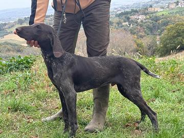 Bracco tedesco khurzhaar