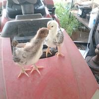 Pulcini dirazza wuaindot