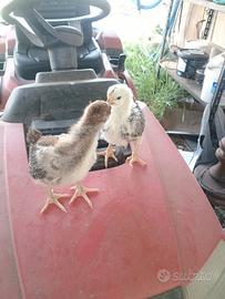 Pulcini dirazza wuaindot