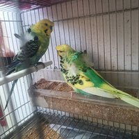 Coppie di inseparabili e hogoromo