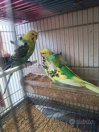 Coppie di inseparabili e hogoromo