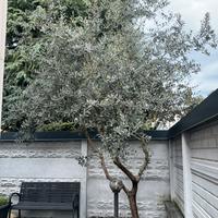 Albero d’ulivo