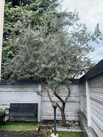 Albero d’ulivo