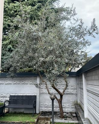 Albero d’ulivo