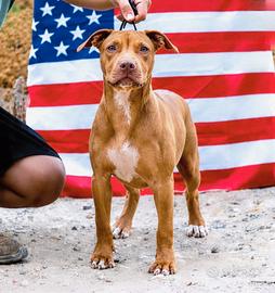 Pitbull UKC femmina 