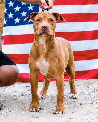 Pitbull UKC femmina 