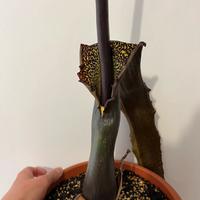 Sauromatum venosum Voodoo Lily bulbi