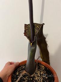 Sauromatum venosum Voodoo Lily bulbi