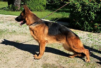 Femmina pastore tedesco