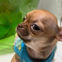 Chihuahua piccolissimo red cioccolate