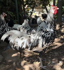 Gallo amburgo 7mesi