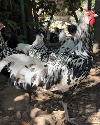 Gallo amburgo 7mesi