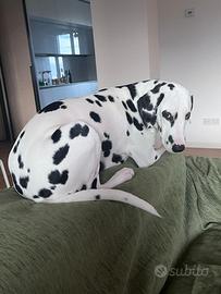 Dalmata femmina