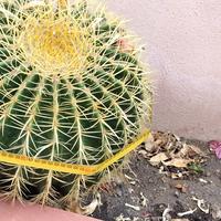 Cuscino della suocera