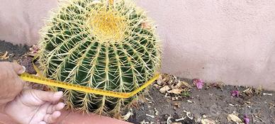 Cuscino della suocera