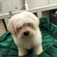 Maltese cucciola disponibile unica femm