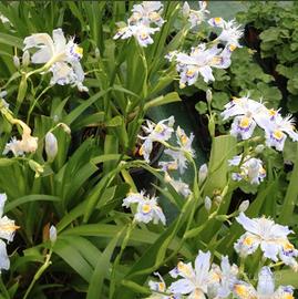 IRIS JAPONICA