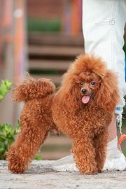 Accoppiamento di barboncino toy