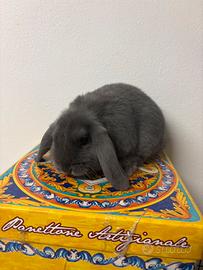 Coniglietti nani arieti