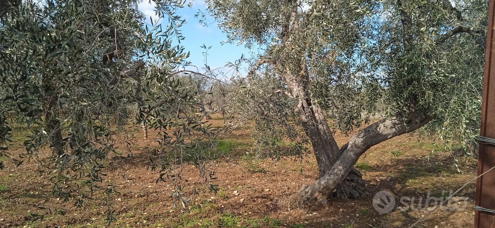 Terreno agricolo con impianto idrico - Altro