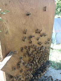 Nucleo api