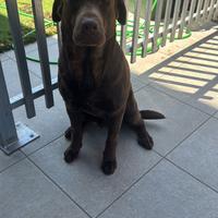 Labrador colore cioccolato da montare con pedegree