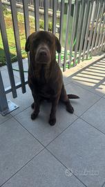 Labrador colore cioccolato da montare con pedegree